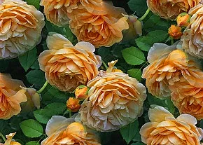 ✾036✾