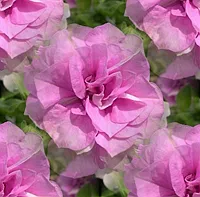 017