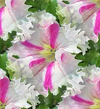 036