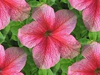 038