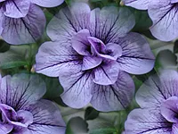 039