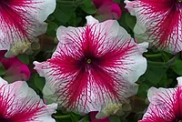 043
