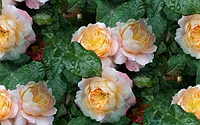 048