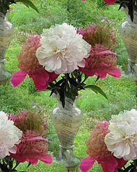 050