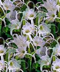 051