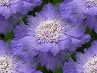 080
