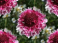 081