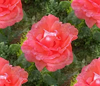 136