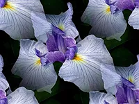 203