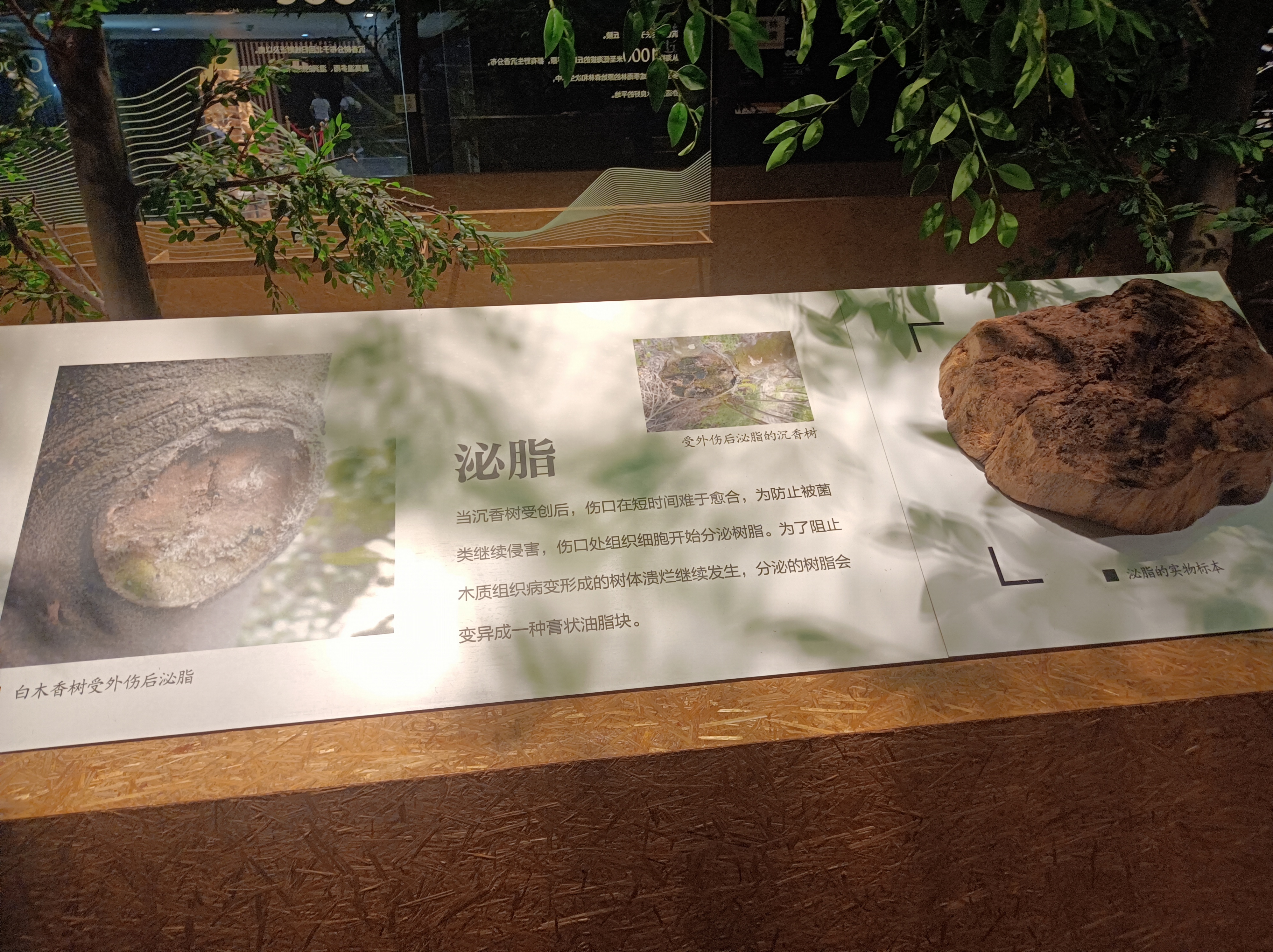 微信图片_20231114144309