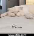 白猫眯眼睛趴床
