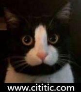 黑脸白鼻子猫表情图片