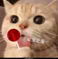 猫吃棒棒糖
