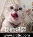 舔猫伸舌头