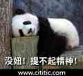 熊猫趴树桩睡觉没精神