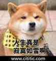 寂寞狗