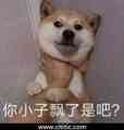 卡脖子狗