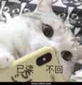 猫抱手机