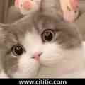 猫眨眼可爱