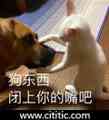 猫抓狗嘴搞笑