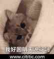 猫钻被子睡觉