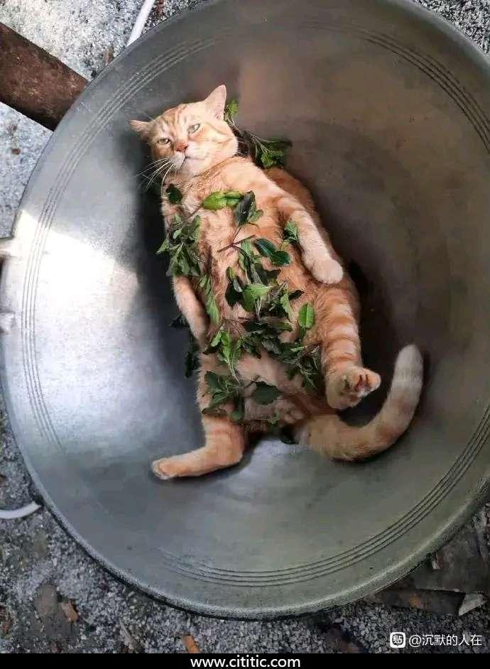 猫躺锅里表情图片