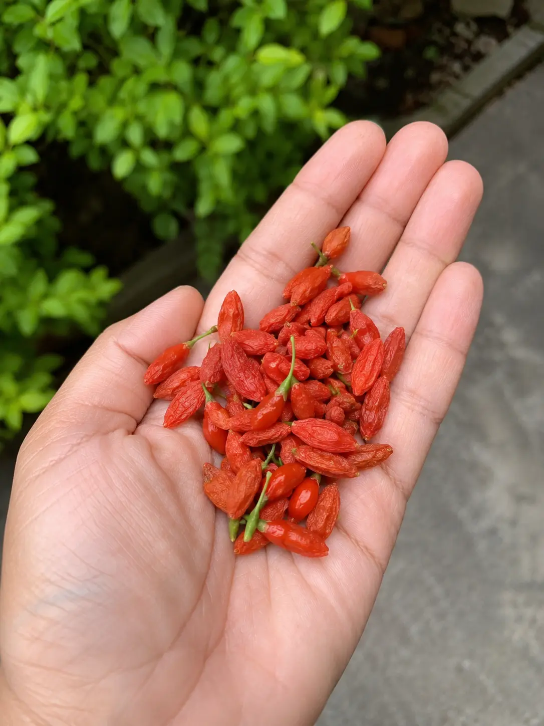 Goji Berry