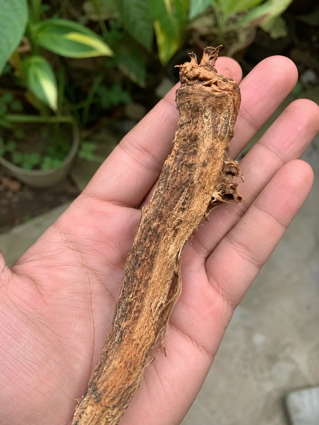 Tongkat Ali