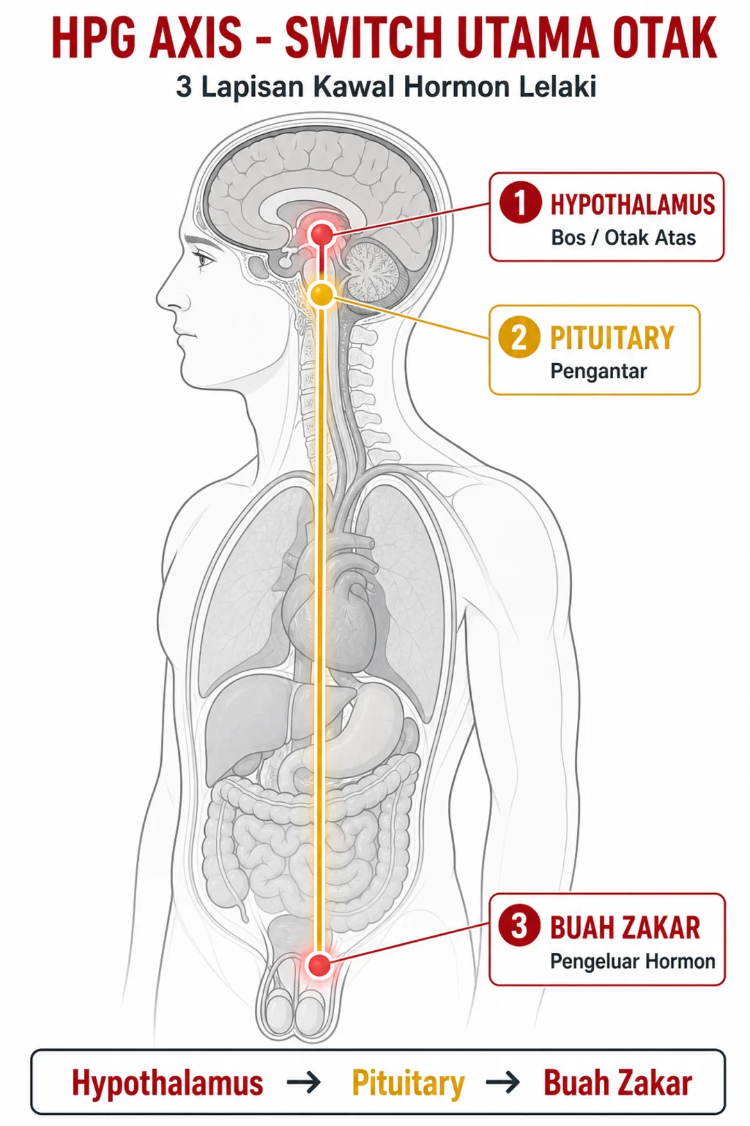 HPG Axis - Switch Utama Otak
