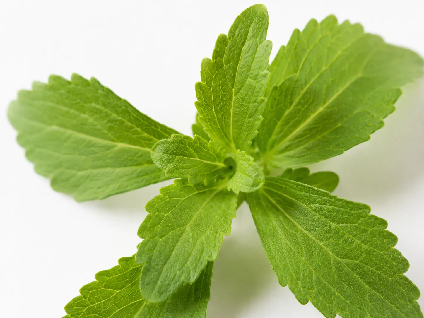 Stevia