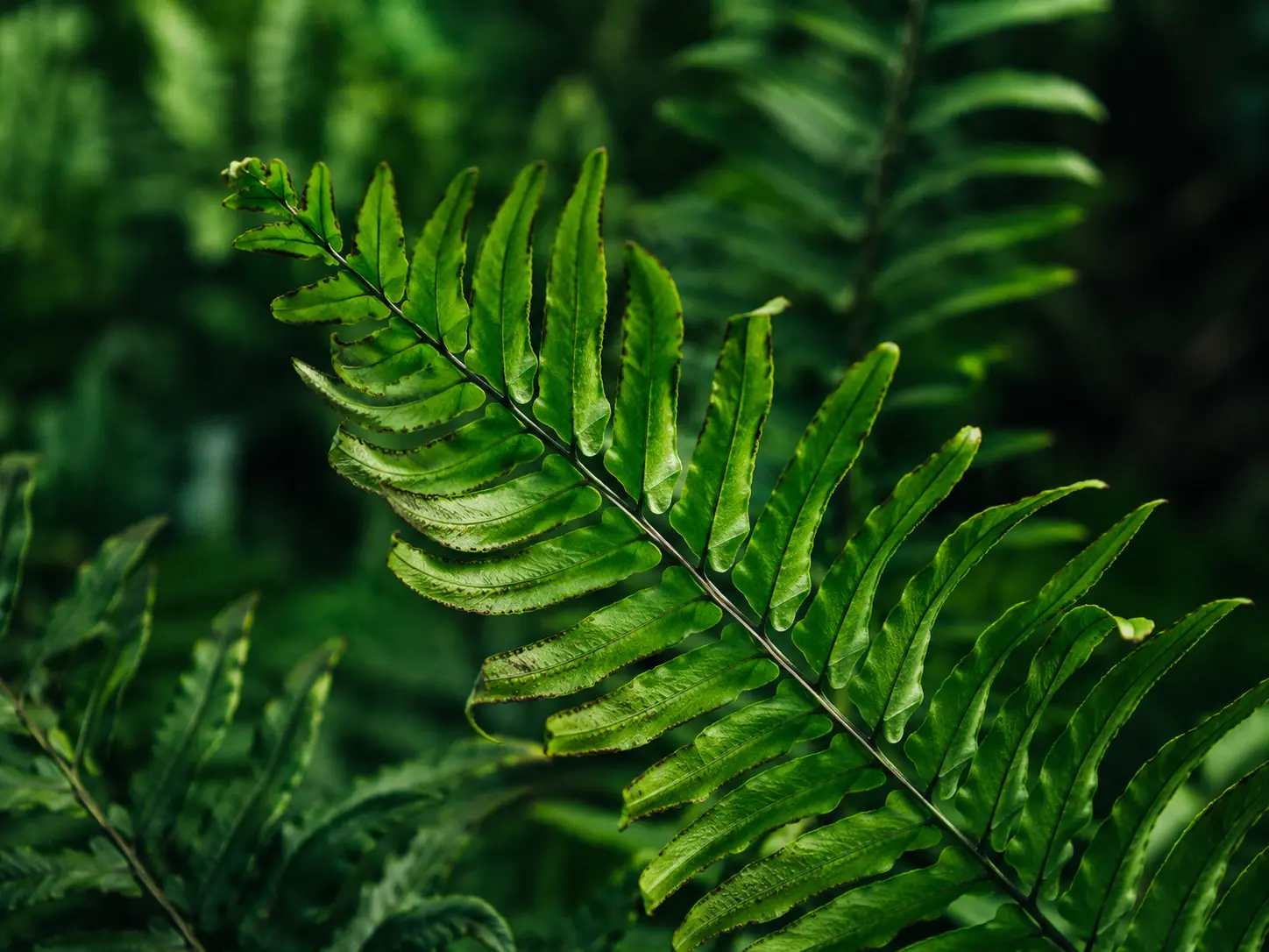 Polypodium Leucotomos