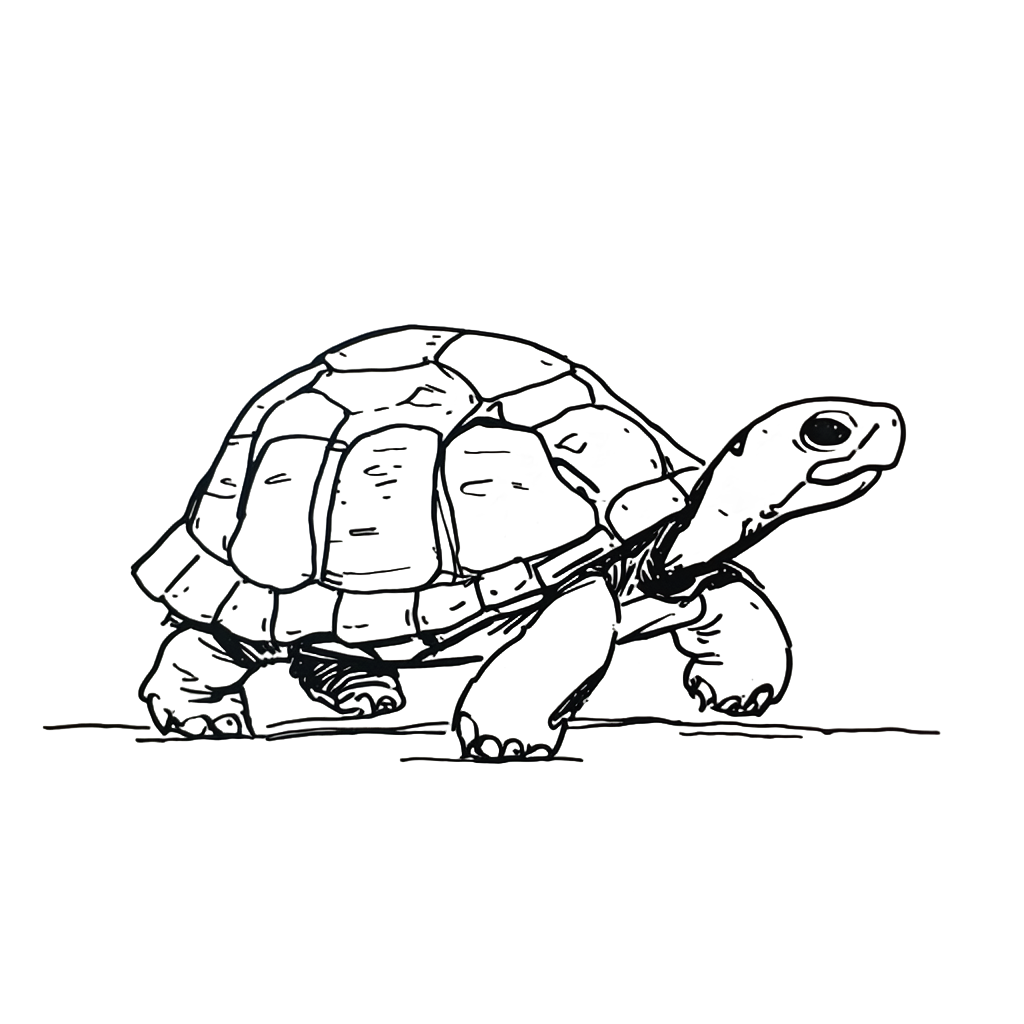 a turtle walking slowly