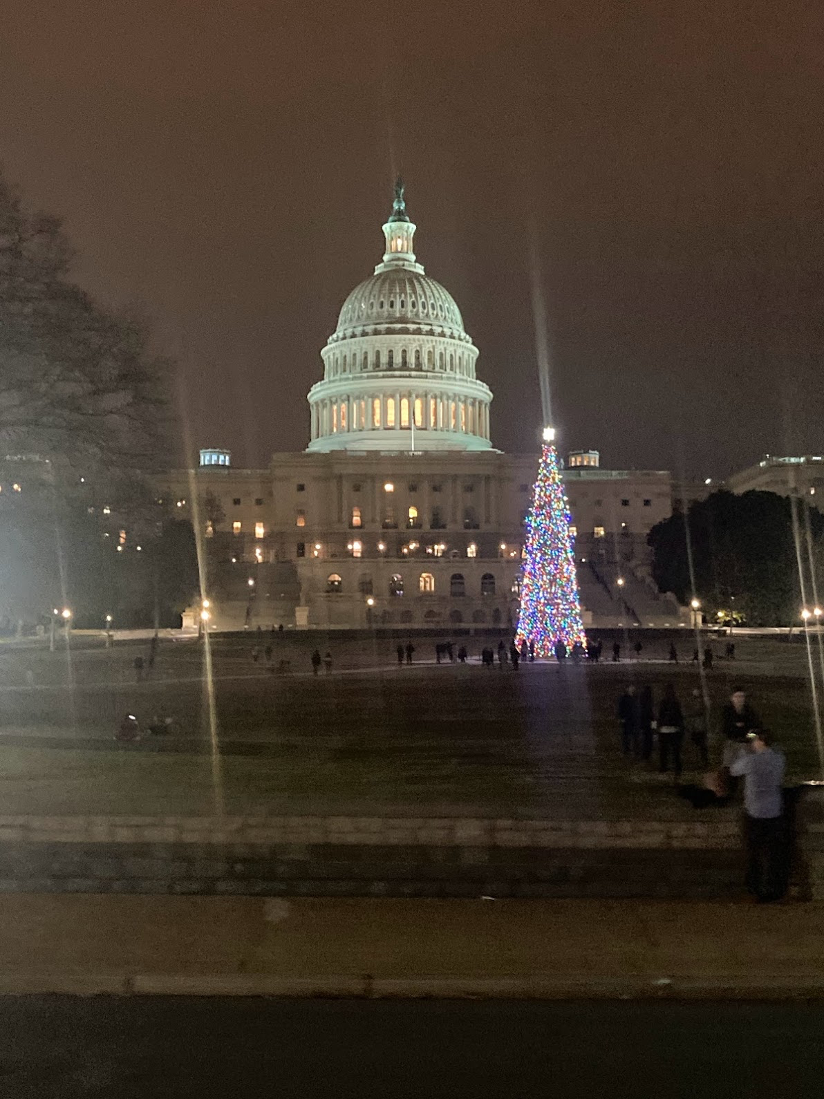 国会和从加州运来的圣诞树