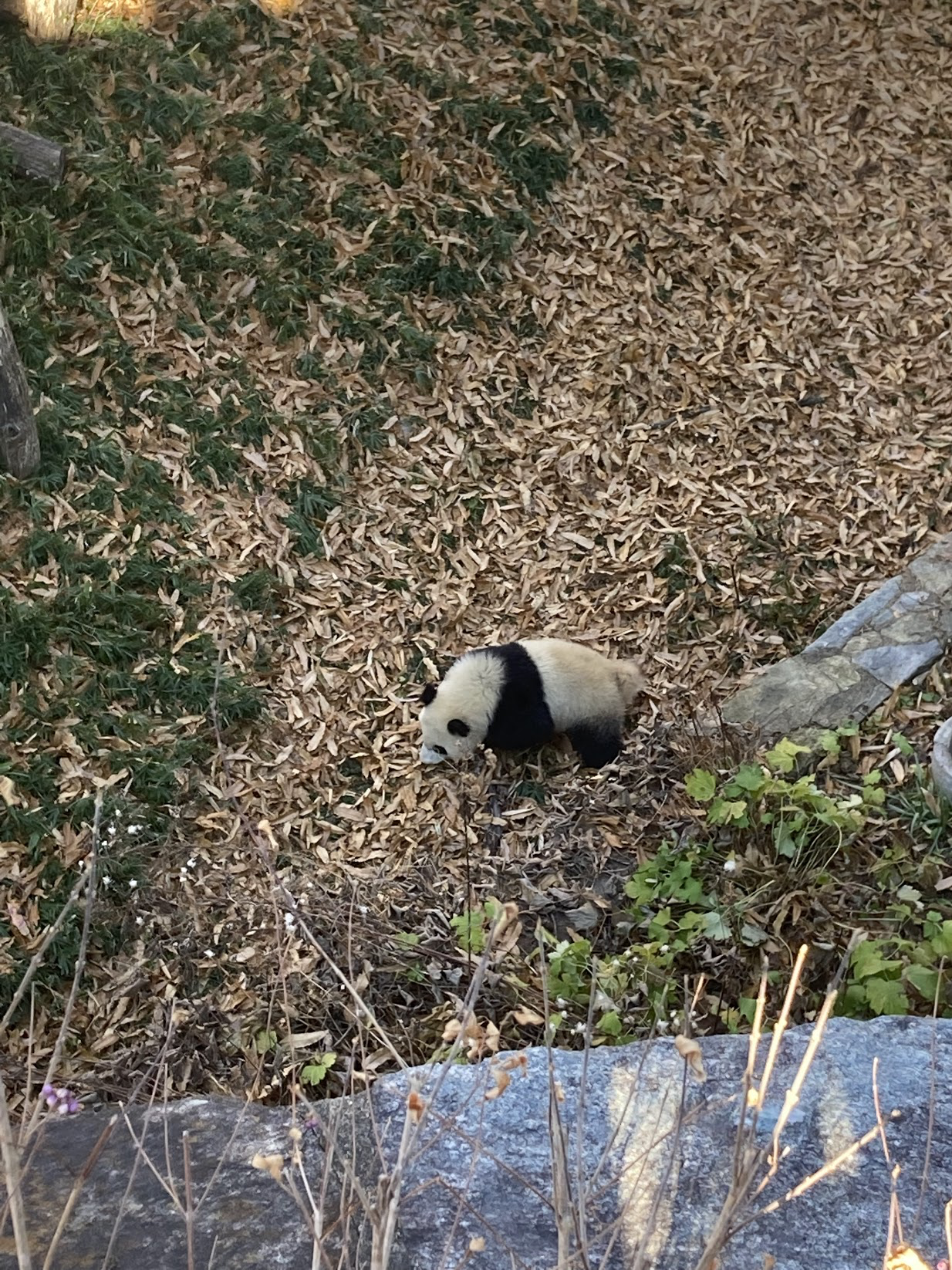 在山坡上的熊猫