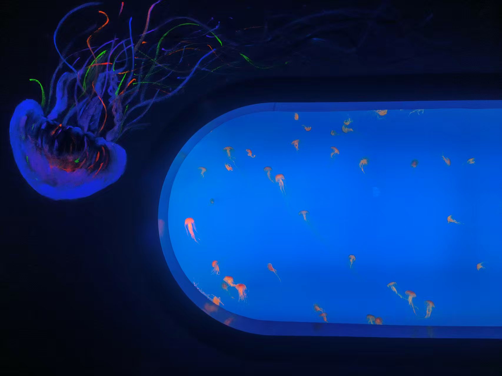 海洋馆里的水母