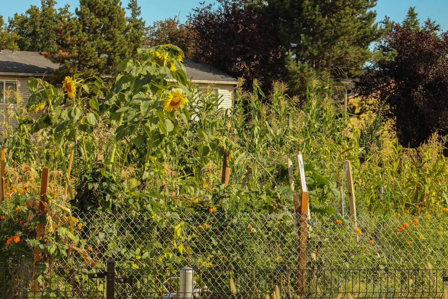 Mill Park Improvements — image 7