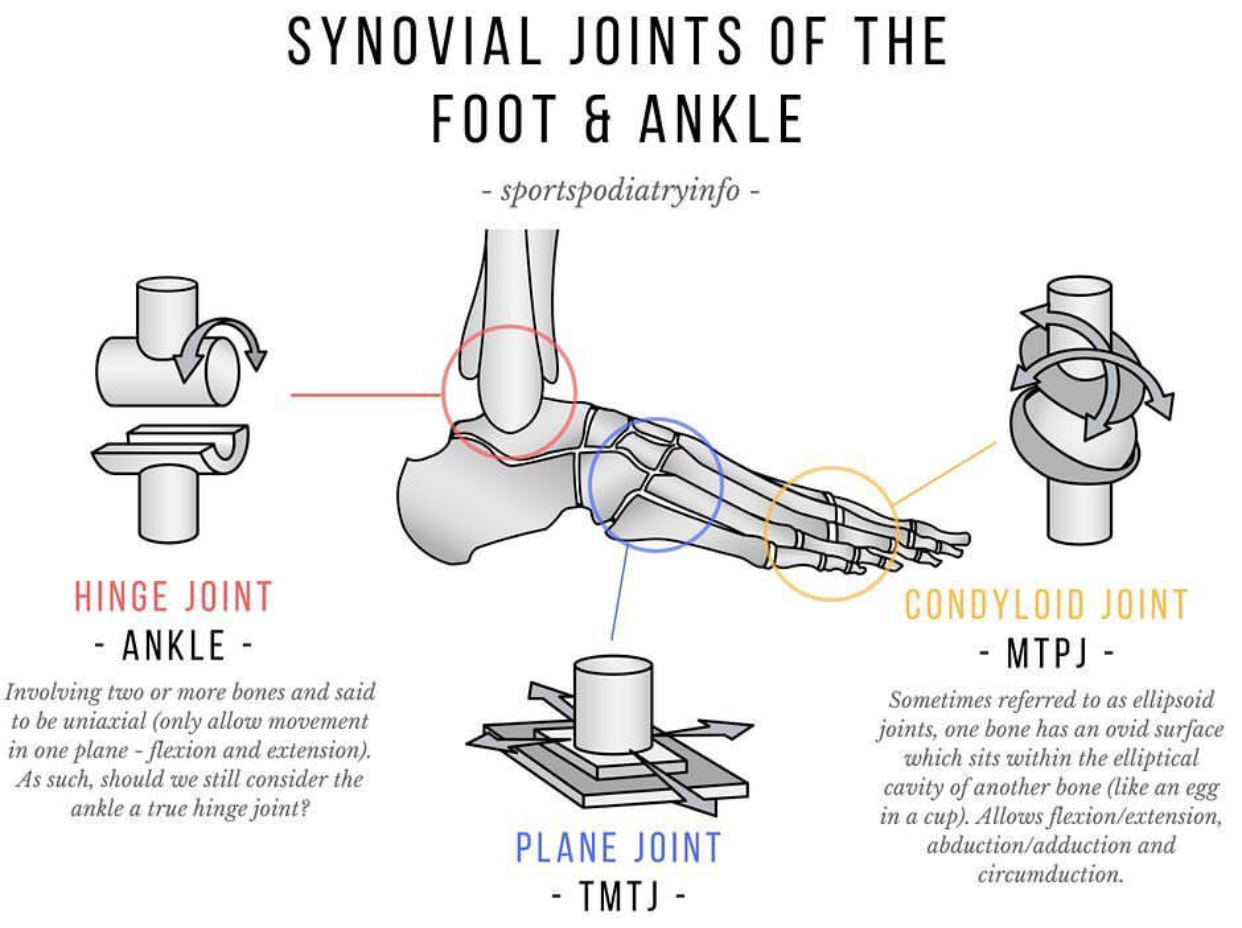 Сустав показания. Condyloid Joint. Hinge Joint Unity. Flexion Extension.