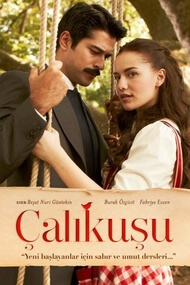 Calikusu (Reyezuelo)