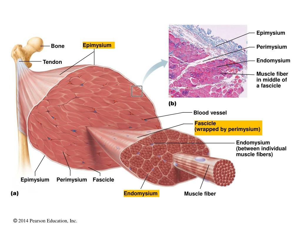 Diagram of skeletal muscle structure showing bone, tendon, epimysium, perimysium, fascicle, blood vessel, endomysium, muscle fiber, and labeling of tissue layers including epimysium, perimysium, and endomysium with microscopic detail.