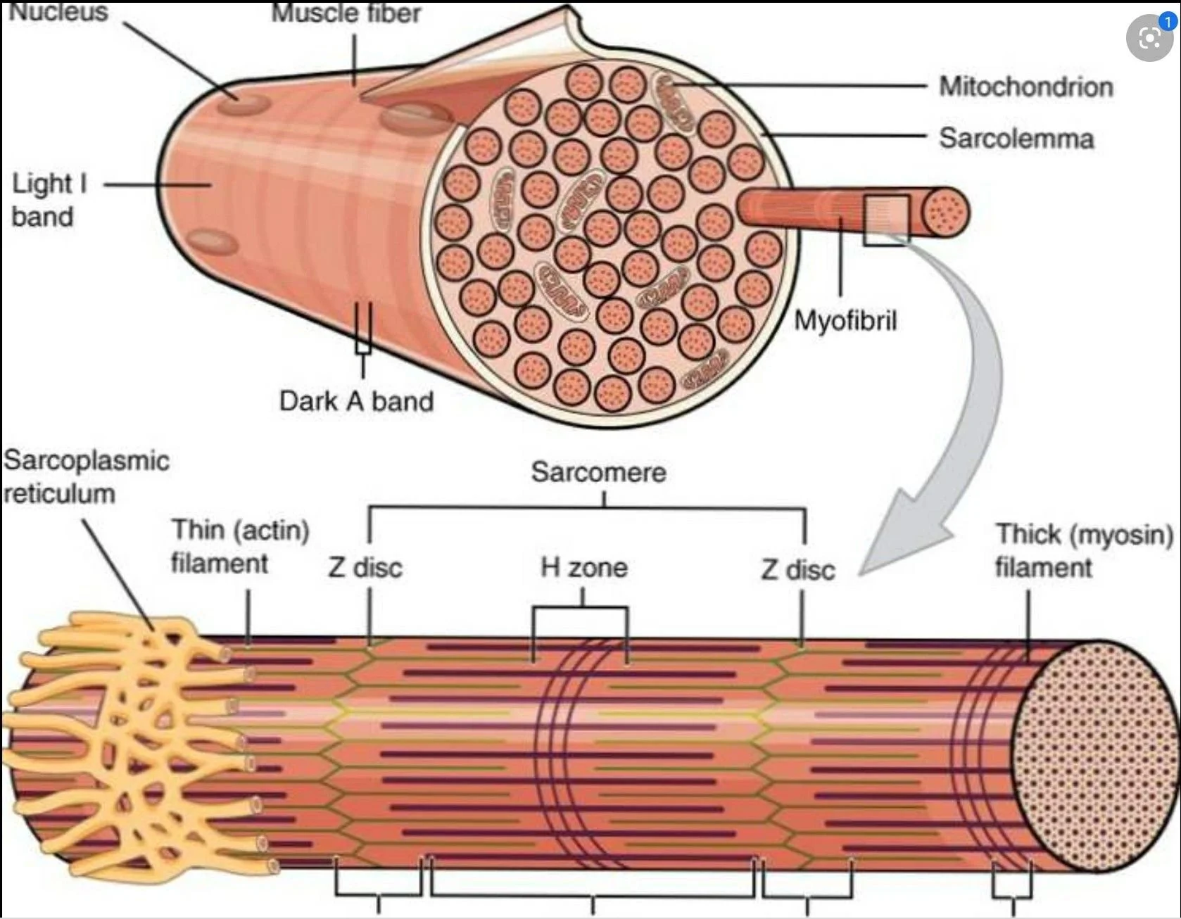 Detailed diagram of a skeletal muscle fiber showing its internal structures, including the nucleus, muscle fiber, mitochondria, sarcomere, myofibrils, and different bands and zones within the muscle tissue.