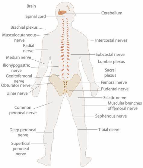 Diagram of the human nervous system showing the brain, spinal cord, and labeled nerves throughout the body.