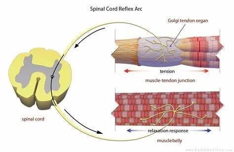 Diagram of the spinal cord reflex arc showing the Golgi tendon organ, tension in the muscle-tendon junction, and relaxation response in the muscle belly.