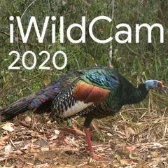 Logo for iWildCam 2020 - FGVC7