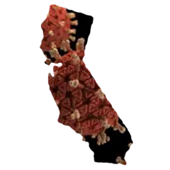 Logo for COVID19 Local US-CA Forecasting (Week 1)
