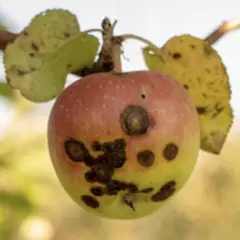 Logo for Plant Pathology 2021 - FGVC8