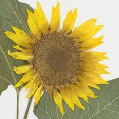 Logo for Herbarium 2022 - FGVC9