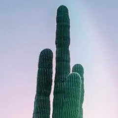 Logo for Aerial Cactus Identification