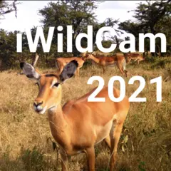 Logo for iWildcam 2021 - FGVC8
