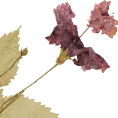 Logo for Herbarium 2021 - Half-Earth Challenge - FGVC8