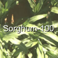 Logo for Sorghum -100 Cultivar Identification - FGVC 9